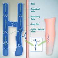 Systemic Veins Structure Of The Veins Functions Of The Veins
