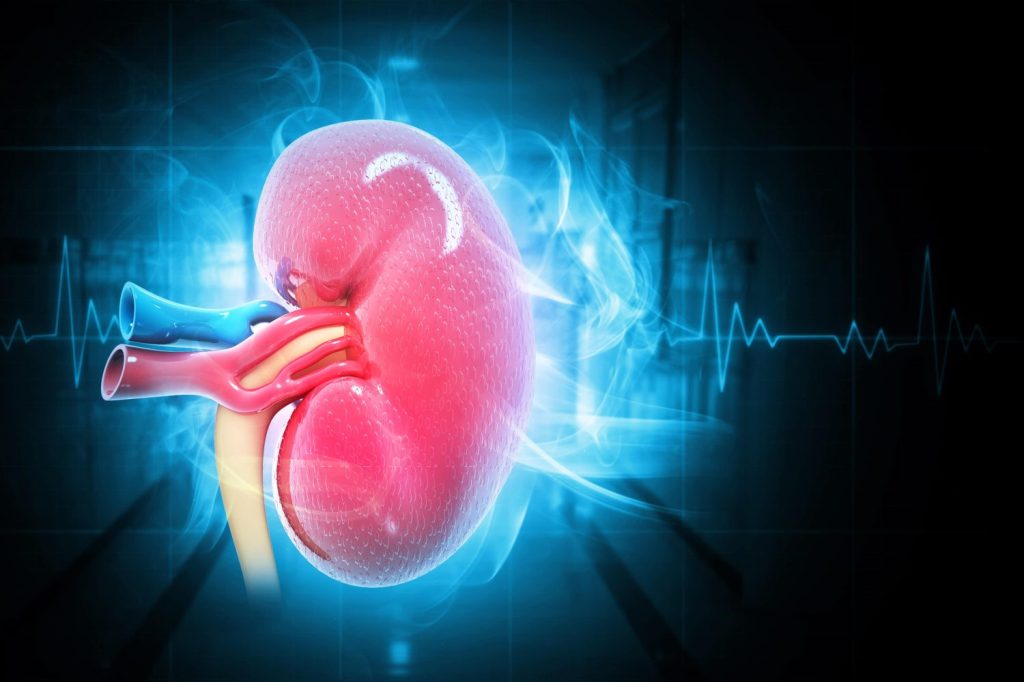 UAB using normothermic profusion to expand access to kidney transplantations