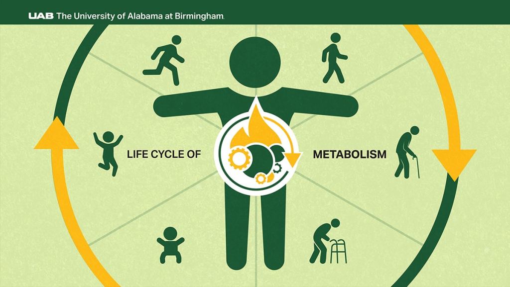  The science behind metabolism at every stage of life